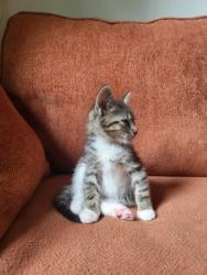 Shelter Stray Male Cat last seen Near TREE VIEW DRIVE APT 86C, 30038, GA, Atlanta, GA 30341