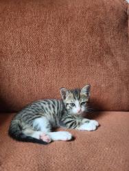 Shelter Stray Male Cat last seen Near Winters Chapel Road, Doraville 30360, 30360, GA, Atlanta, GA 30341