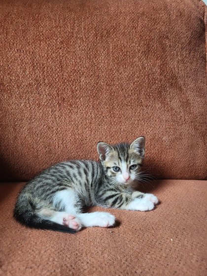 Shelter Stray Male Cat last seen Near Winters Chapel Road, Doraville 30360, 30360, GA, Atlanta, GA 30341