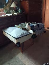 Lost Male Cat last seen Dean Martin and Agate Ave , Las Vegas, NV 89139