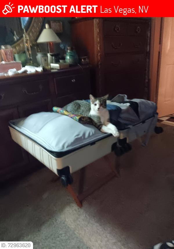 Lost Male Cat last seen Dean Martin and Agate Ave , Las Vegas, NV 89139