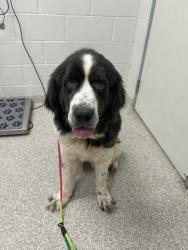 Shelter Stray Female Dog last seen Near N Patterson Park Ave, 21205, MD, Baltimore, MD 21230