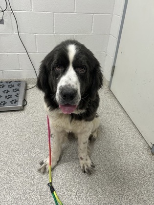 Shelter Stray Female Dog last seen Near N Patterson Park Ave, 21205, MD, Baltimore, MD 21230