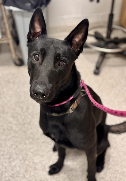 Shelter Stray Male Dog last seen Near E Hoffman, 21231, MD, Baltimore, MD 21230