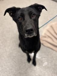 Shelter Stray Female Dog last seen Near Washburn Ave, 21225, MD, Baltimore, MD 21230