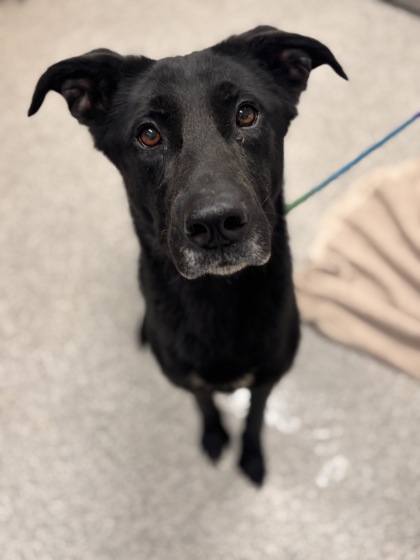 Shelter Stray Female Dog last seen Near Washburn Ave, 21225, MD, Baltimore, MD 21230