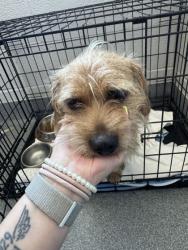Shelter Stray Male Dog last seen Sevierville, TN 37764, Sevierville, TN 37862
