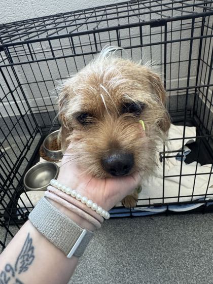 Shelter Stray Male Dog last seen Sevierville, TN 37764, Sevierville, TN 37862