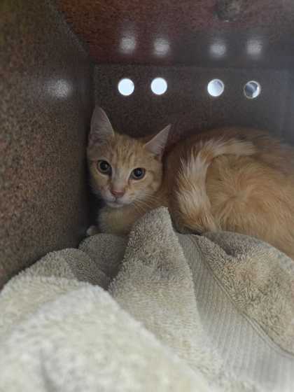 Shelter Stray Male Cat last seen Sevierville, TN 37862, Sevierville, TN 37862