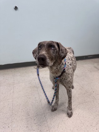 Shelter Stray Female Dog last seen Harrison County, MS , Gulfport, MS 39501