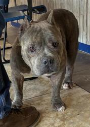 Shelter Stray Female Dog last seen Houston, TX , Georgetown, TX 78626