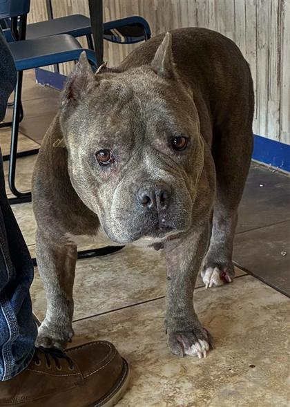 Shelter Stray Female Dog last seen Houston, TX , Georgetown, TX 78626