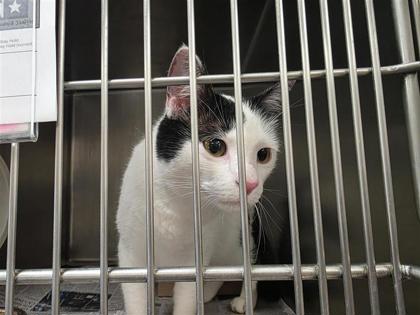 Shelter Stray Female Cat last seen Georgetown, TX 78628, Georgetown, TX 78626