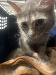 Shelter Stray Female Cat last seen South Fulton, GA 30336, Atlanta, GA 30336