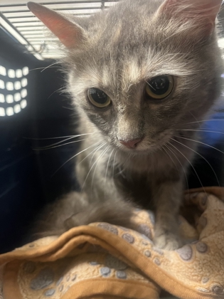 Shelter Stray Female Cat last seen South Fulton, GA 30336, Atlanta, GA 30336