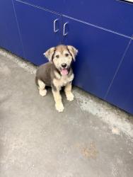 Shelter Stray Male Dog last seen Berkeley County, SC 29461, North Charleston, SC 29406