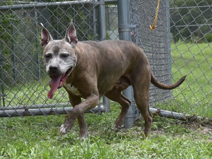 Shelter Stray Female Dog last seen Lecanto, FL , Inverness, FL 34450