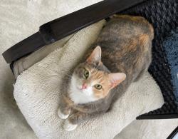 Lost Female Cat last seen Bass lake & songbird, DeBary, FL 32713