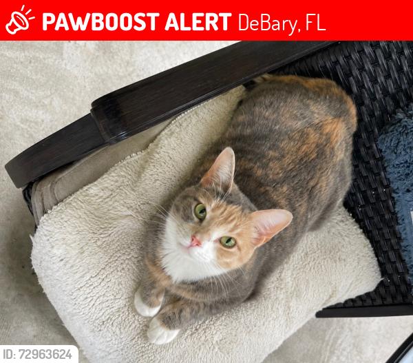 Lost Female Cat last seen Bass lake & songbird, DeBary, FL 32713
