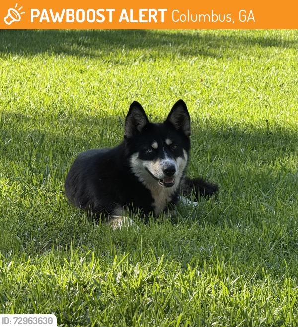 Found/Stray Unknown Dog last seen Fort St and Avalon Rd, Columbus, GA 31907