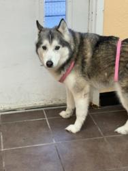 Shelter Stray Female Dog last seen Cleburne, TX 76031, Cleburne, TX 76033