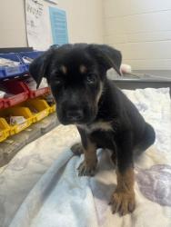 Shelter Stray Female Dog last seen Rancho Cordova, CA 95742, Sacramento, CA 95828