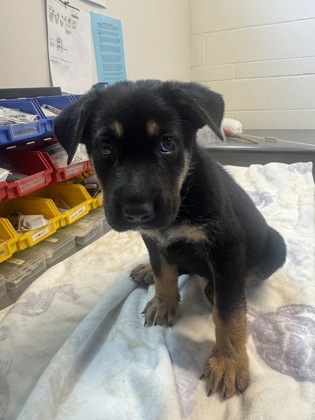 Shelter Stray Female Dog last seen Rancho Cordova, CA 95742, Sacramento, CA 95828