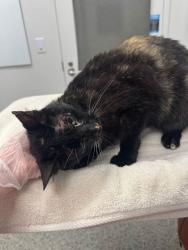 Shelter Stray Female Cat last seen W 77th St & Pennsylvania Ave, KCMO 64114, 64114, MO, Kansas City, MO 64132