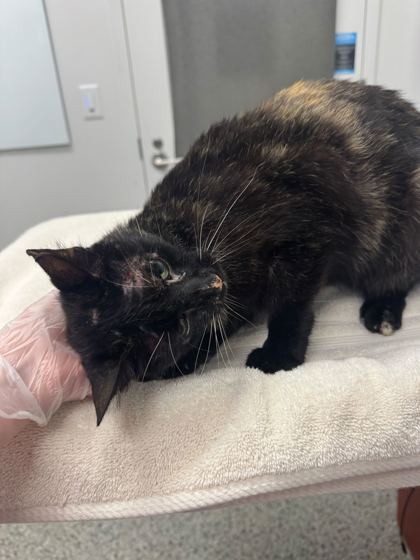 Shelter Stray Female Cat last seen W 77th St & Pennsylvania Ave, KCMO 64114, 64114, MO, Kansas City, MO 64132