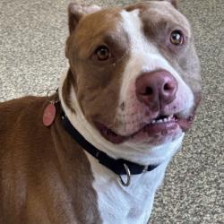 Shelter Stray Male Dog last seen Overland Park, KS 66214, Roeland Park, KS 66202