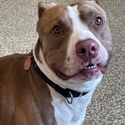 Shelter Stray Male Dog last seen Overland Park, KS 66214, Roeland Park, KS 66202