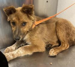 Shelter Stray Female Dog last seen S Greenwood Ave & E Jefferson Ave, Del Rey Zone Fresno CO 3 93616, CA, Fresno, CA 93706