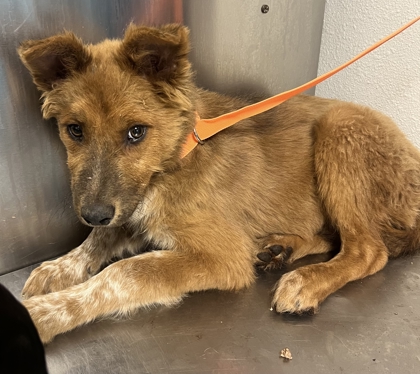 Shelter Stray Male Dog last seen S Greenwood Ave & E Jefferson Ave, Del Rey Zone Fresno CO 3 93616, CA, Fresno, CA 93706