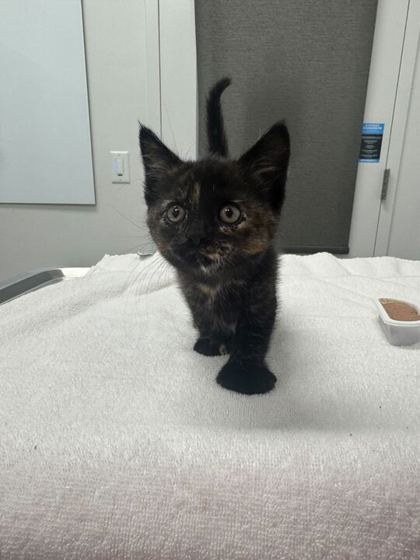 Shelter Stray Female Cat last seen W 81st St & Ward Pkwy N, 64114, 64114, MO, Kansas City, MO 64132