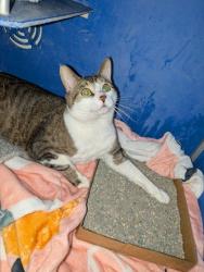 Shelter Stray Male Cat last seen Eau Claire, WI 54701, Eau Claire, WI 54701