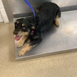 Shelter Stray Female Dog last seen Dallas, TX , Fort Worth, TX 76119