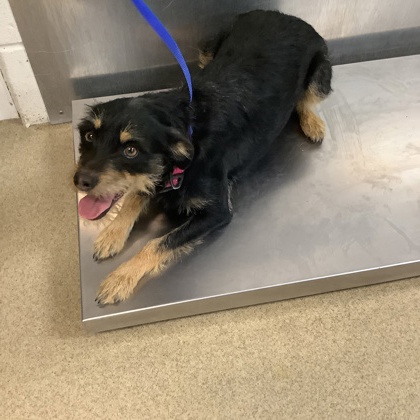 Shelter Stray Female Dog last seen Dallas, TX , Fort Worth, TX 76119