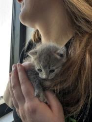 Shelter Stray Unknown Cat last seen Eau Claire, WI 54701, Eau Claire, WI 54701