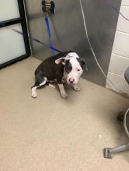 Shelter Stray Female Dog last seen Fort Worth, TX 76112, Fort Worth, TX 76119