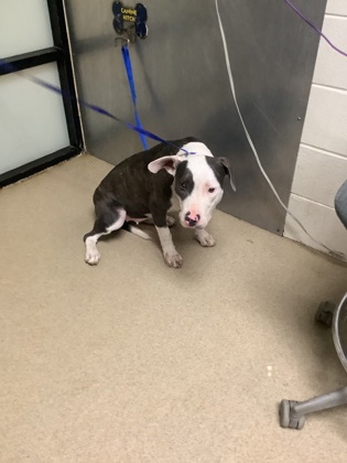 Shelter Stray Female Dog last seen Fort Worth, TX 76112, Fort Worth, TX 76119