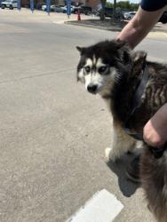 Shelter Stray Male Dog last seen , TX , Fort Worth, TX 76119