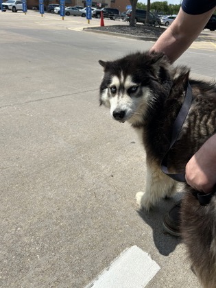 Shelter Stray Male Dog last seen , TX , Fort Worth, TX 76119