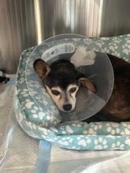 Shelter Stray Male Dog last seen Dallas, TX , Fort Worth, TX 76119