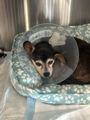 Shelter Stray Male Dog last seen Dallas, TX , Fort Worth, TX 76119