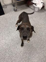 Shelter Stray Male Dog last seen Knox County, TN 37920, Knoxville, TN 37919