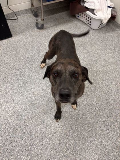 Shelter Stray Male Dog last seen Knox County, TN 37920, Knoxville, TN 37919