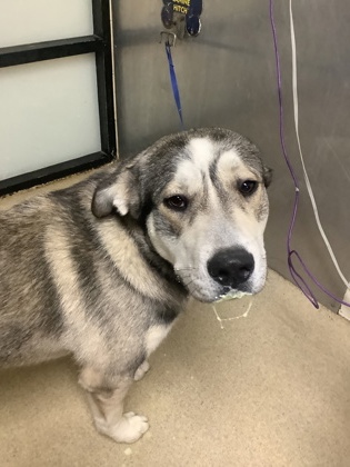 Shelter Stray Male Dog last seen Richmond, TX 77406, Fort Worth, TX 76119