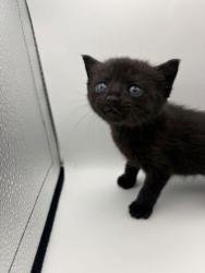 Shelter Stray Female Cat last seen Near Flickenger Ln, Knox County GP, TN, Knoxville, TN 37919