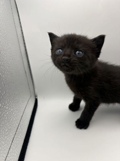 Shelter Stray Female Cat last seen Near Flickenger Ln, Knox County GP, TN, Knoxville, TN 37919