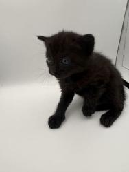 Shelter Stray Female Cat last seen Near Flickenger Ln, Knox County GP, TN, Knoxville, TN 37919